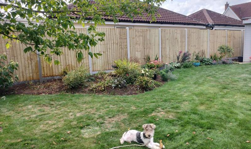 Close-board garden fence behind a planted border